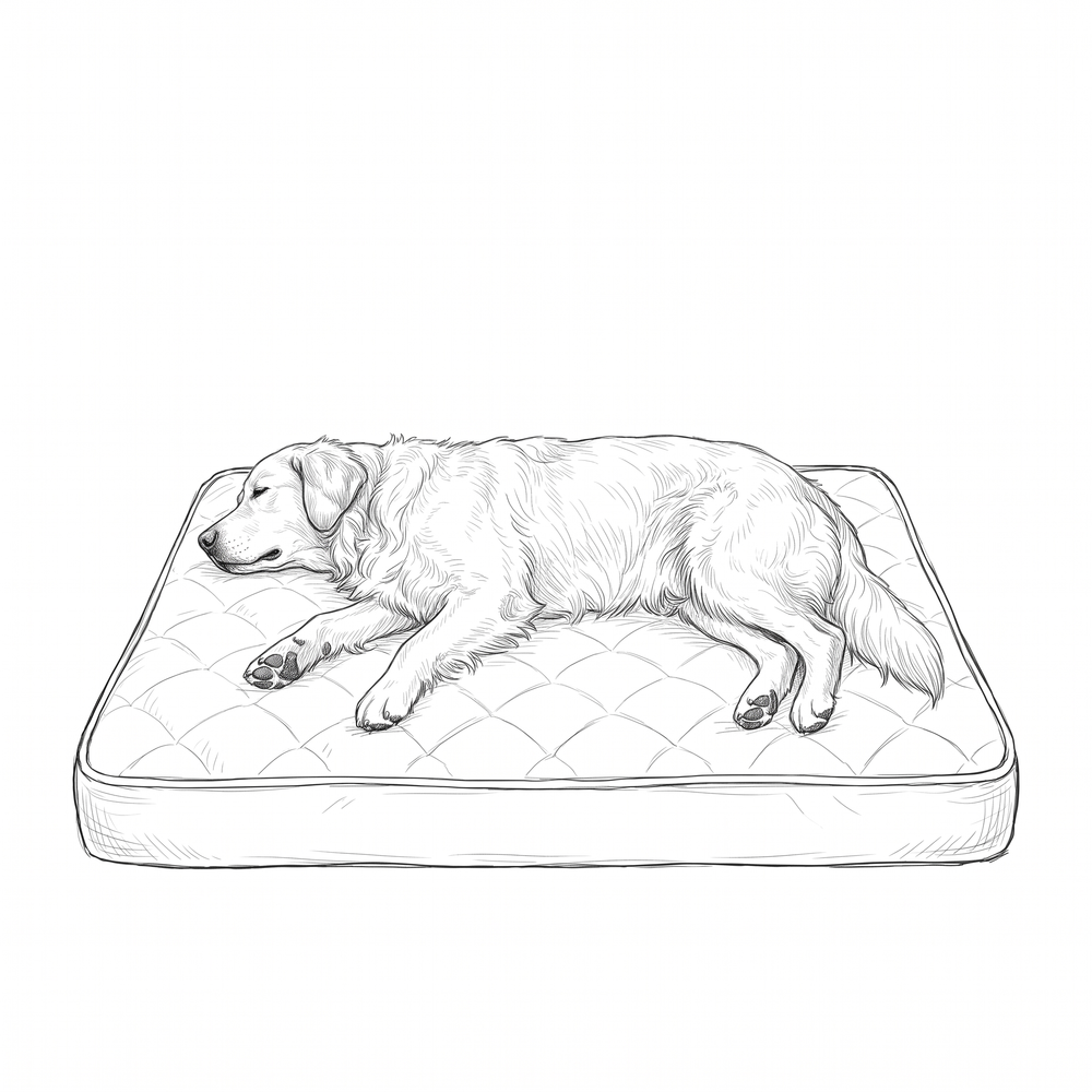 Sketch of a large dog stretched out on a rectangular orthopedic bed