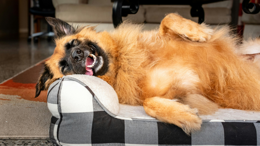 The Complete 2026 Guide to Choosing a Bed for Your Pet