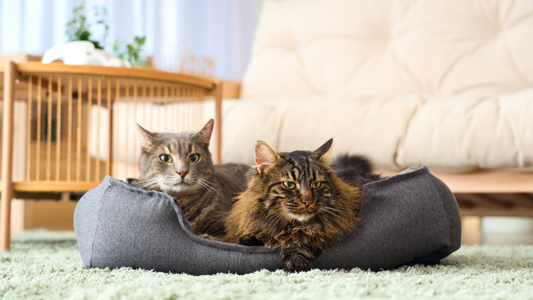 Multi-Cat Homes: How Many Beds You Need and Where to Put Them