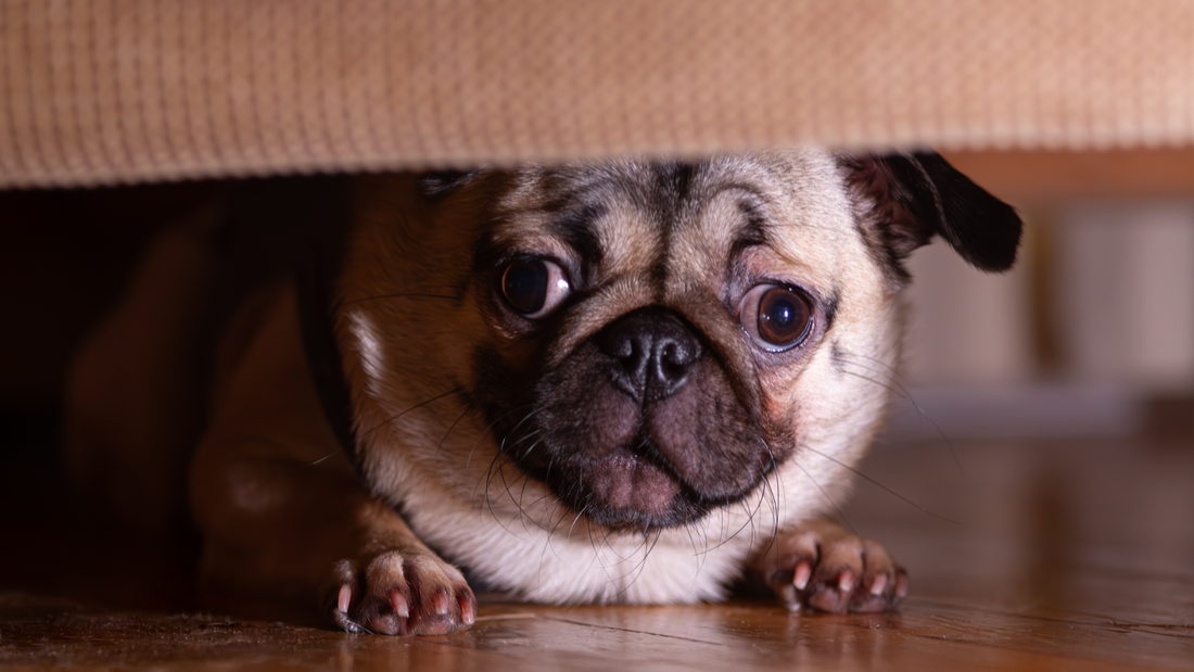 Holiday Guests and a Nervous Dog: How to Set Up a Quiet Retreat Room