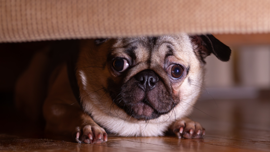 Holiday Guests and a Nervous Dog: How to Set Up a Quiet Retreat Room