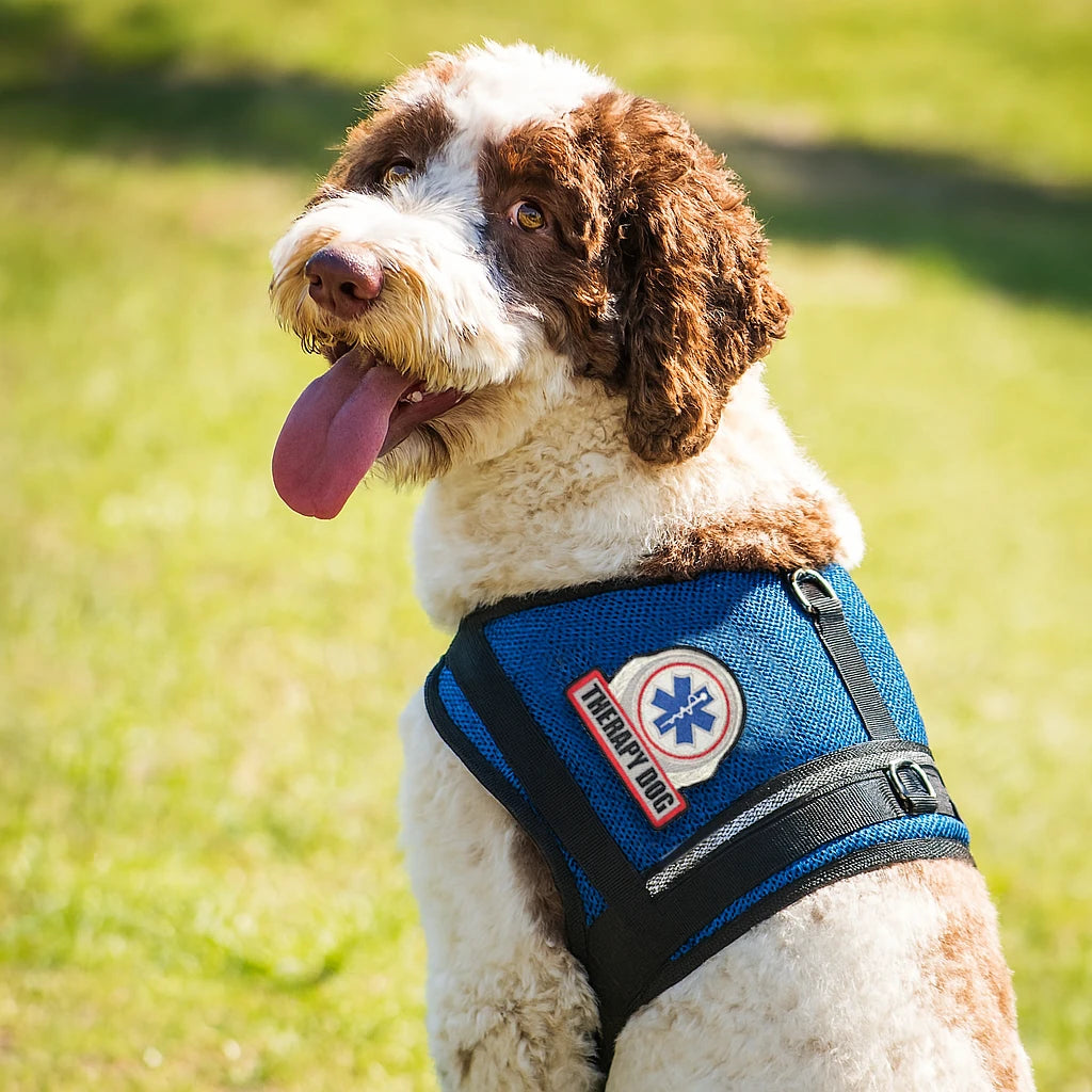 Calming Anxiety Vest for Dogs
