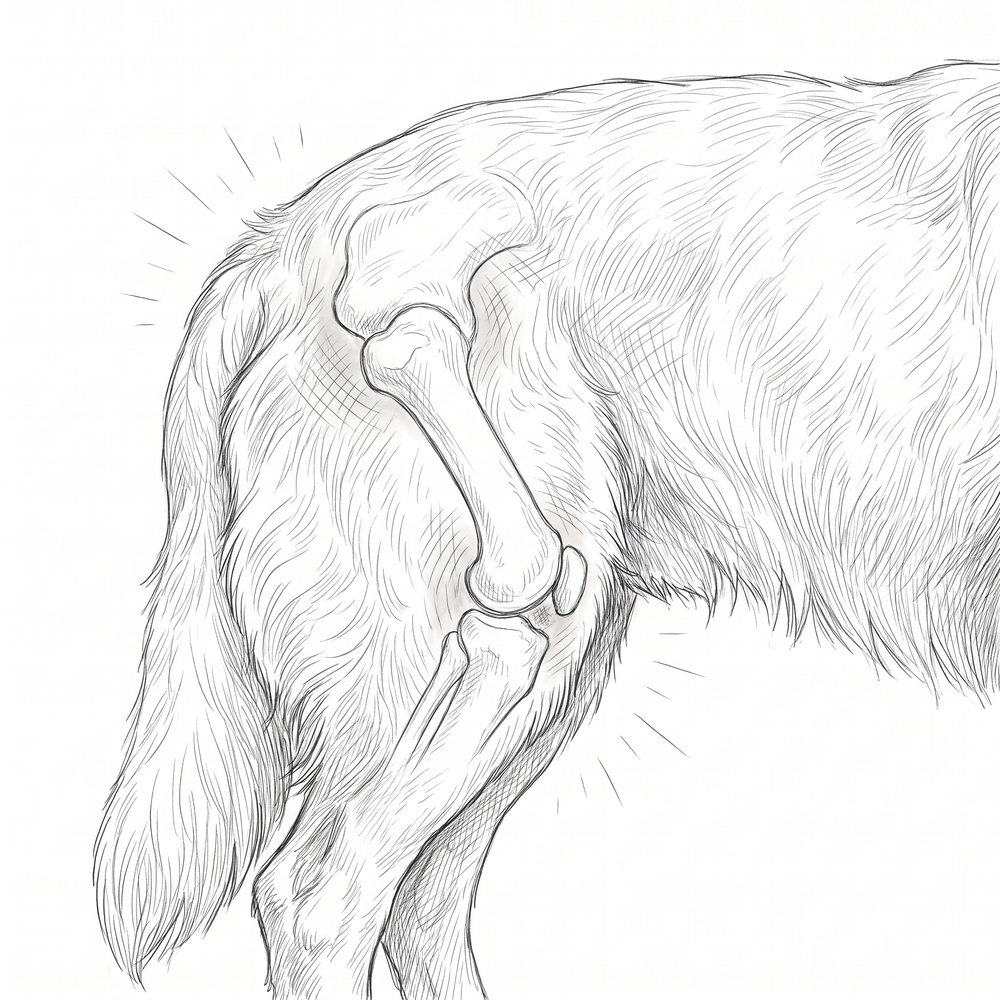 Sketch of a senior dog's hip joint with pressure relief marks
